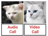 pusa.webp