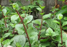 Alugbati.webp