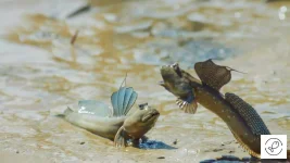fish-that-can-walk-on-land.webp