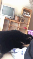 200.gif 200.gif