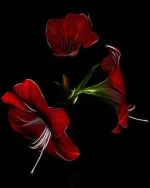 FB_IMG_1663487602181.webp FB_IMG_1663487602181.webp