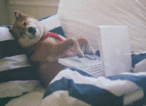 200.gif 200.gif