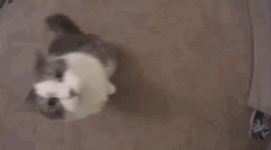 The double boop_.gif