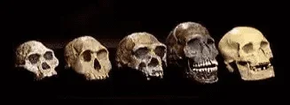 Skulls Human Evolution.png