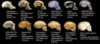 Human Evolutions Timeline.png