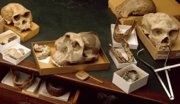 Human Evolution Skulls.png
