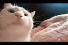 200.gif 200.gif