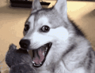 aww-ahh.gif