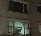 1667313406492.webp