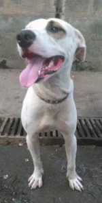 AspinDogPhilippines10MonthsOldKing.webp AspinDogPhilippines10MonthsOldKing.webp