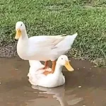 1669381968057.webp