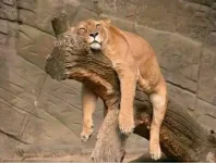 lion.webp