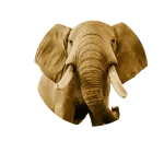 BIG 5 Elephant_Back copy.png