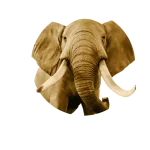 BIG 5 Elephant_Back copy.webp