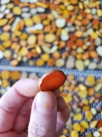how-to-make-turmeric-powder-sliced-dry.webp