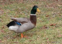 images (1) (6).webp