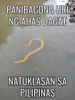 Bagong-Uri-ng-Ahas-Dagat-o-Sea-Snake.webp