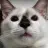Master meow
