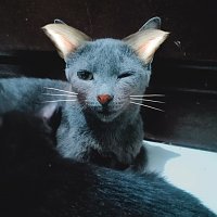Cats