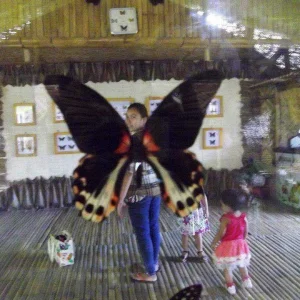 @butterfly garden