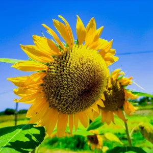 Flower Photograhy