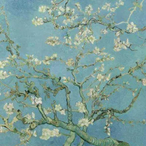 Almond Blossom
