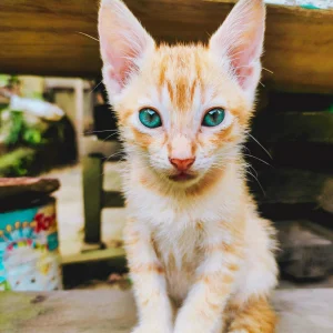 Cat Portrait
