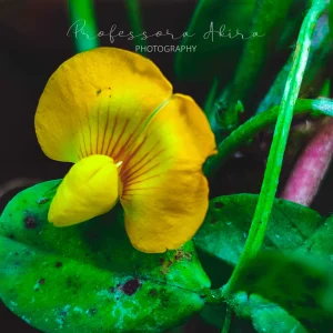 Peanut Flower