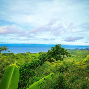 Green Scenery2