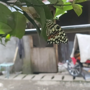 VID_164997516200F.mp4