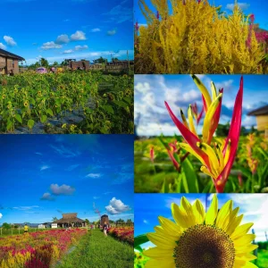 Tambaan Farm Cafe
