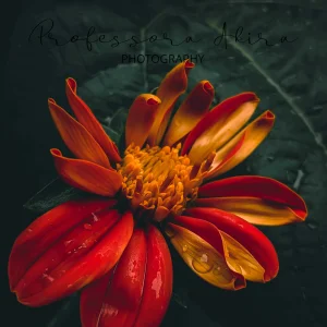 Mexican Sunflower