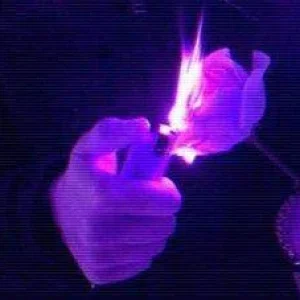 burningpurplerose.jpg