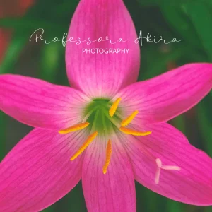 Rain Lily