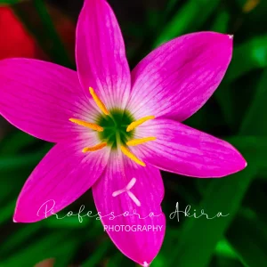 Rain Lily