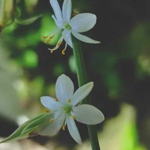 Spider Plant up close