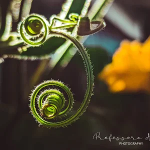Little curls