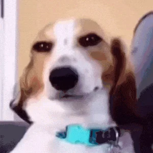 dog-smile-shyboos.gif