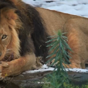 Tiger VS Lion