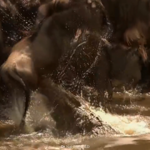 Komodo Dragon VS Crocodile