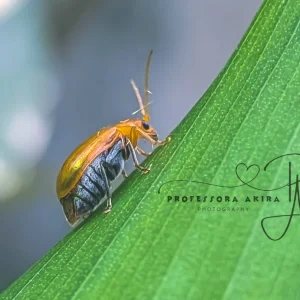 Little Beetle