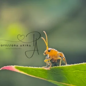 "Busy Beetle"