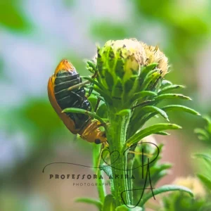 Bettle1.jpg
