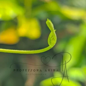 Nature1.jpg