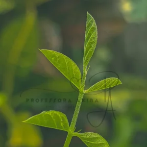 Nature3.jpg