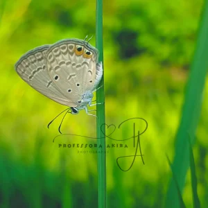 Tiny Butterfly