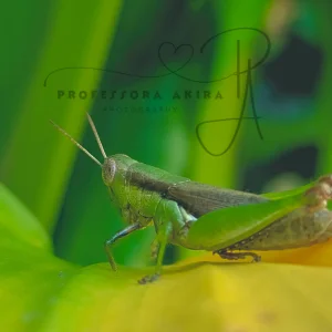 grasshopper.jpg