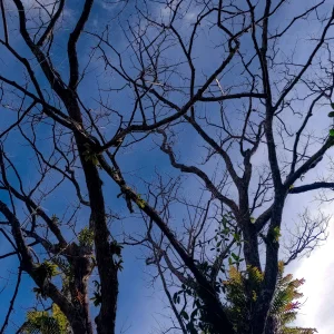 "Taglagas"