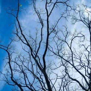 Nature Photography