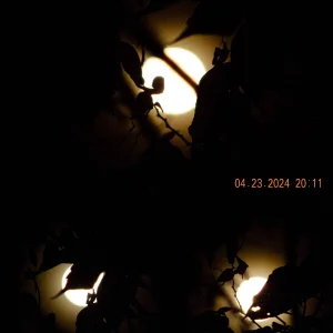 Moonlight